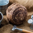 thumbnail image 3 of Tea Cup Elephant Ear Flower Bulb - Ready to Plant - Perennial - Grows Well in Containers - Grow Giant Live Foliage Plants, 3 of 5