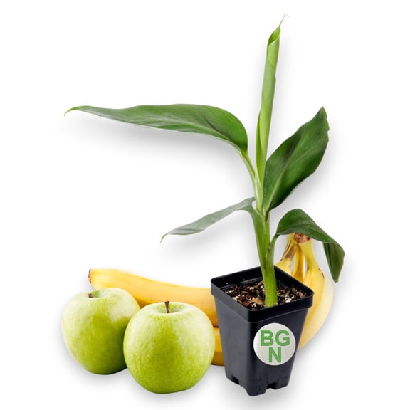 FHIA-02 Mona Lisa Banana - Dessert Banana - RARE Banana Plant