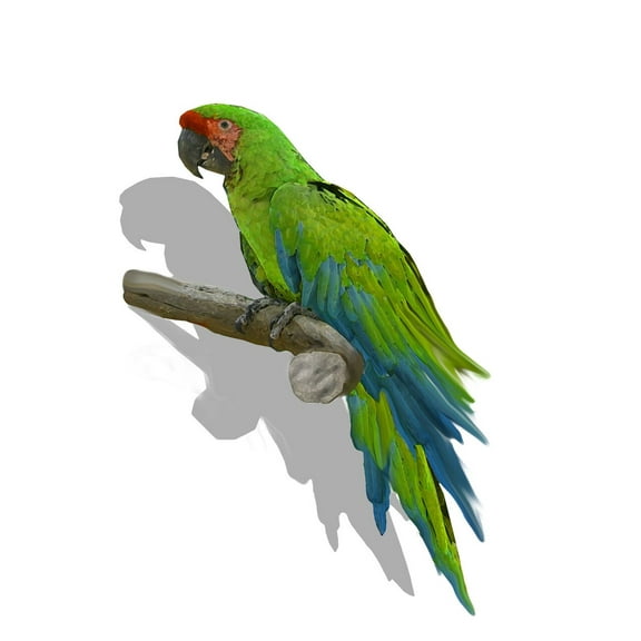 Wall-Ahhh!™ 3D Floating Green Macaw Wall Decor Decal