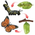 thumbnail image 4 of Crecimiento de Mariposa Natural perfecl Juguetes de Aprendizaje para Niños Accesorios de Enseñanza, 4 of 6
