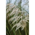 thumbnail image 2 of Berzel, Erin 23x32 Gold Ornate Wood Framed with Double Matting Museum Art Print Titled - Native Grass I, 2 of 4