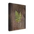 thumbnail image 2 of Trademark Fine Art 'Woodland Fern II' Canvas Art by Sue Schlabach, 2 of 3