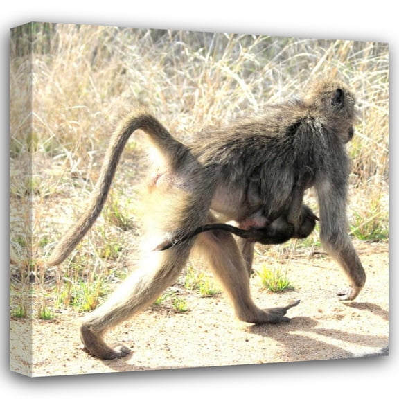 Dana Underdahl 26x26 Gallery Wrapped Canvas Wall Art Titled - Safari Baboon and Baby II