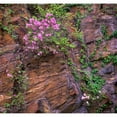 thumbnail image 3 of Fitzharris, Tim 16x15 Black Modern Framed Museum Art Print Titled - Rhododendron in bloom, 3 of 5