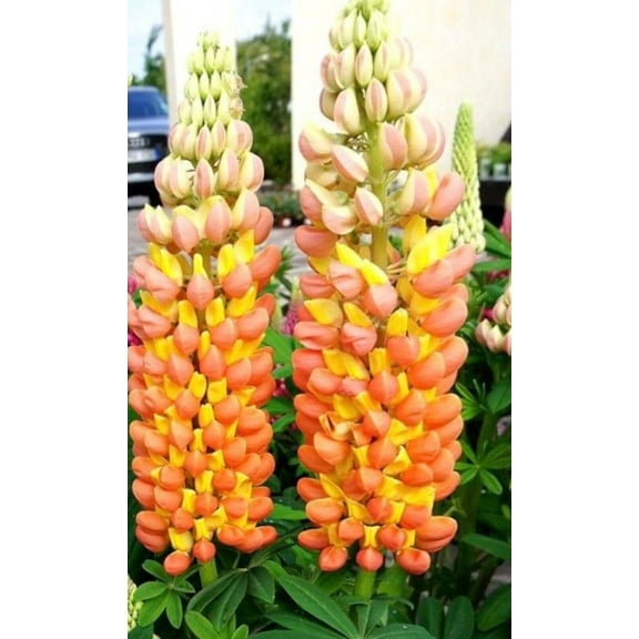 25 Orange Yellow Lupine Seeds Flower Perennial Flowers Hardy Seed 1010 US SELLER