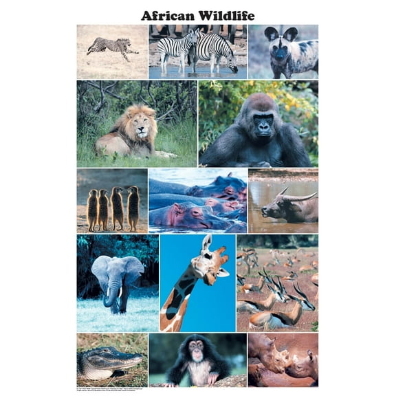African Wildlife Photographic Poster 24x36
