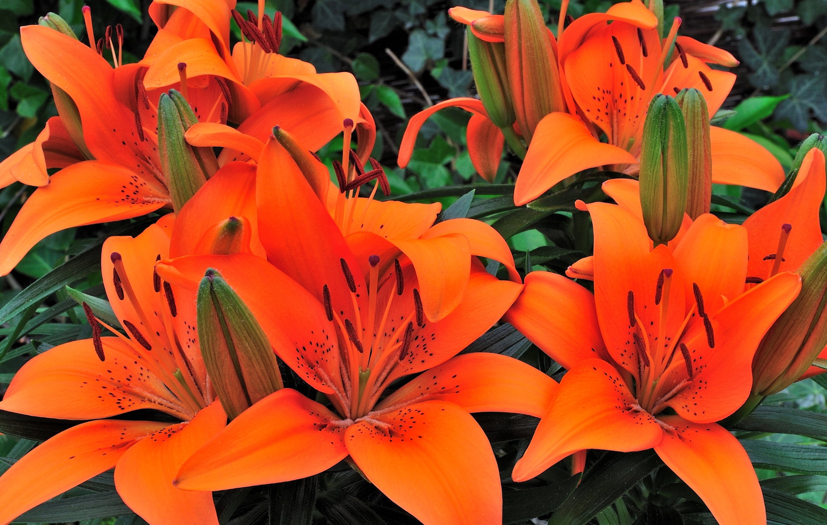 Expert Gardener Outdoor Live Plant Asiatic Lily Tiny Invader