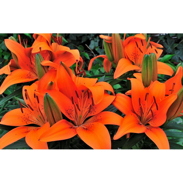 Expert Gardener Outdoor Live Plant Asiatic Lily Tiny Invader