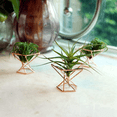 thumbnail image 4 of Paquete de 20 soportes para plantas de aire, soportes para plantas de aire, soportes para Tillandsias, contenedor para plantas purificadoras de aire, soporte para helechos de aire, oro rosa, 4 of 7