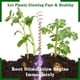 thumbnail image 3 of Antena de jardinería de cobre para electrocultivo, paquete de 8, alambre de cobre puro, estacas para cultivar plantas (12 pulgadas, como se muestra, como se muestra), 3 of 5