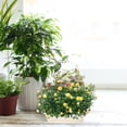 thumbnail image 4 of 2 Sets Plastic Vegetable Planters Growing Containers Garden Home Decors, 4 of 9