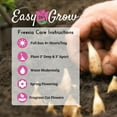 thumbnail image 5 of Easy to Grow Freesia Single White 15 Plant Bulbs, Fragrant Flowers Spring Zones 9-11, 5 of 5