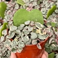 thumbnail image 5 of Variegated String of Hearts Live Plant, String of Hearts Succulent, 4 Inc, Indoor Outdoor Planting, 5 of 5