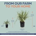 thumbnail image 5 of Nature's Way Farms Dianella Live Plant (18-24 in. Tall) in Grower Pot, 5 of 5