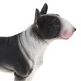 thumbnail image 2 of Figura de perro realista, juguete para , Bull Terrier, dinosaurio, Bully, Pitbull, perfke  Juguete de figura animal, 2 of 8