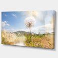 thumbnail image 2 of Blooming Dandelion under Bright Sky - Floral Canvas Art Print, 2 of 3