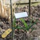 thumbnail image 3 of Weatherproof Metal Garden Markers - 25 Pack, 27cm Tall with 9x3cm Label Area for Plant Identification, 3 of 5