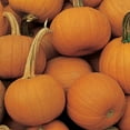 thumbnail image 3 of Burpee Early Sweet Sugar Pie Pumpkin Vegetable Seed, 1-Pack, 3 of 5