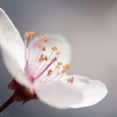 thumbnail image 2 of Cherry Flower 1 Poster Print by  PhotoINC Studio (12 x 12), 2 of 2