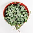thumbnail image 2 of 6-inch String Of Hearts, Ceropegia Woodii, Succulent Gift Ideas, 2 of 4