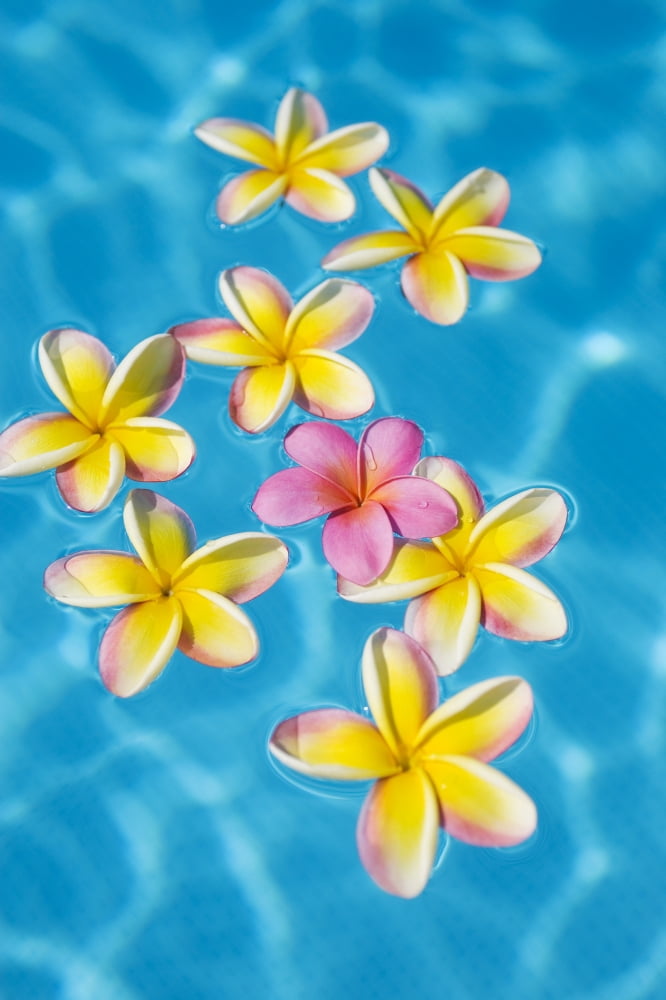 Bright Yellow Plume
