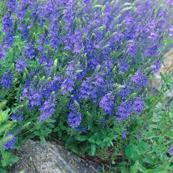 Veronica teucrium Royal Blue Speedwell Garden Flower Seeds - 2000 Seeds