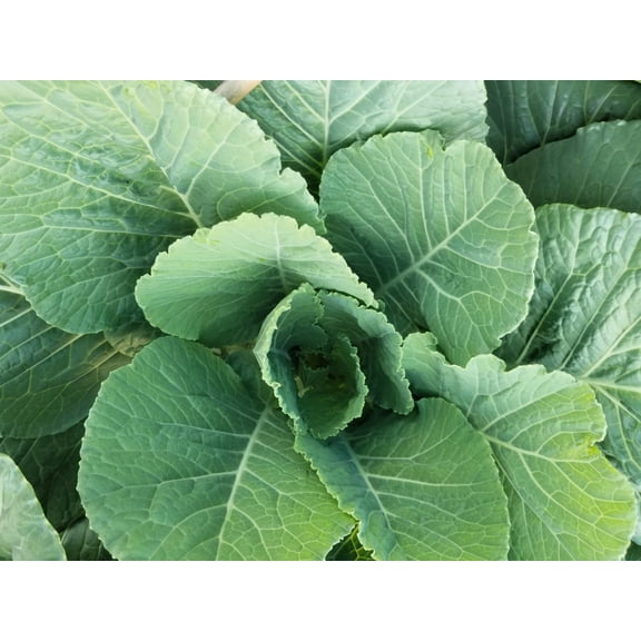 1000 Seeds GEORGIA COLLARDS (SOUTHERN or Walking Collards) Collard Greens Brassica Oleracea Acephala Vegetable Seeds