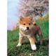 thumbnail image 1 of Taladro diamante pintura (DE4566) 5D DIY completo perro curioso punto de cruz bordado Kit 50x70cm FLhrweasw Nuevo, 1 of 1