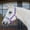 Deep Lavender/Slate Gray(DLPU/SLGY), variant on Equinavia Saga Fleece Padded Breakaway Halter