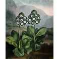 thumbnail image 2 of Thornton, Dr R 12x14 Black Ornate Wood Framed with Double Matting Museum Art Print Titled - Auriculas, 2 of 4