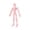 Pink, variant on Skeletons for Halloween 3D Printed Articulating Skeleton Figurine Spooky Halloween Decorations Indoor Assembled Desktop Toy for Adults and Teens Red