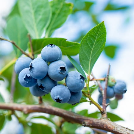 Expert Gardener 3-4 ft tall Tifblue Rabbiteye Blueberry Live Shrub in 7-Gallon Grower Pot