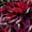 Red-black, variant on `Hosta,Easy‑Grow Low Maintenance Perennial, Suitable for Garden Beds, Borders, Pots and Planters`