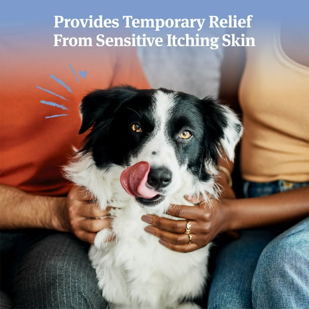 Which Antihistamine Is Best For Dogs