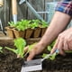 thumbnail image 5 of Pala para tierra para plantar, suministros para bonsáis, sartén para niños, herramientas de jardinería, pala de acero inoxidable para macetas, plancha, 5 of 6