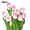 Peach Pink*5pcs, variant on Cheer.US 5Pcs Artificial Flowers, Faux Flowers Fake Silk Tulips Perfect for Indoor Outdoor Home Kitchen Office Table Centerpieces Arrangements Christmas Decor
