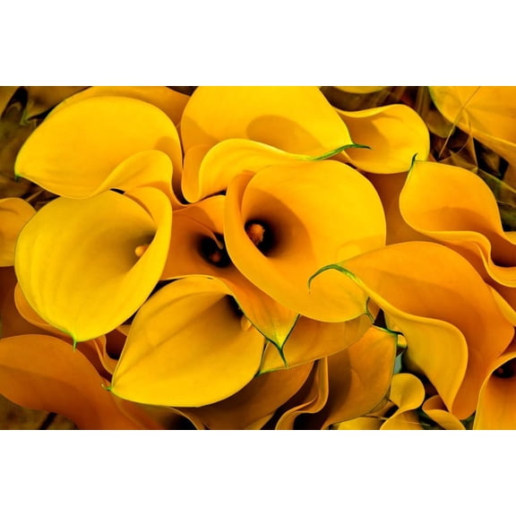 Florex Gold Calla Lily Bulbs for Planting - Yellow Trumpet Bulbs for Your Garden - Big Healthy Bulbs for Growing - Deer and Roden Resistant (3 Bulbs)