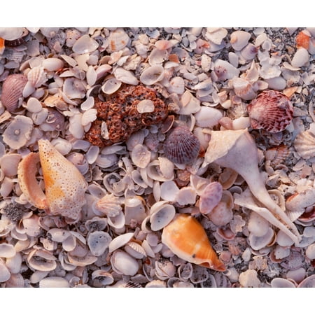 USA Florida Sanibel Island Gulf of Mexico Sea shell on the beach Stretched Canvas - Panoramic Images (9 x