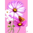 thumbnail image 2 of Evalia Designs 14x18 Gold Ornate Wood Framed with Double Matting Museum Art Print Titled - Butterfly on Cosmos, 2 of 4