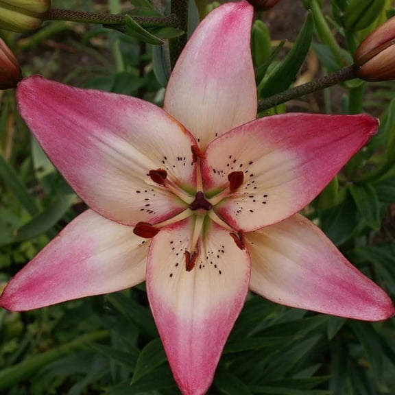 3 Rosella's Dream Asiatic Lily Bulbs