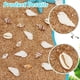 thumbnail image 4 of 100 piezas de 4 estilos de dijes de concha natural, colgantes de concha marina, eslabones para collares, pulseras, fabricación de joyas, conector de concha de caracola, dije de mar de verano, 4 of 6