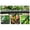 25FT, variant on Flexible PVC Seepage Pipe Garden Hose for Efficient Watering 25ft-100ft