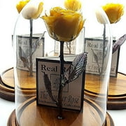 Forever Rose USA Brand - The Beauty and The Beast Rose - Enchanted Rose - This is a Real Rose! … (Yellow)