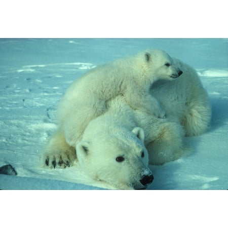 - LAMINATED POSTER Polar Bear Cub Snow Mother White Ice Arctic Poster 24x16 Adhesive Decal