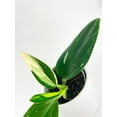 thumbnail image 7 of Bumble Plants Monstera Standleyana Albo Variegata Live Plant in 4" Nursery Pot, 7 of 7