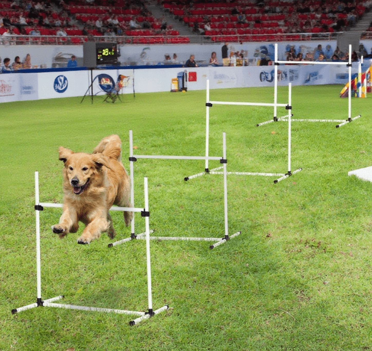 Dog Agility Training Equipment for Dog Agility Course