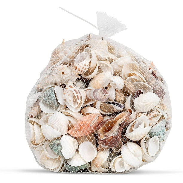 Large Seashell Assorted Ocean Bulk Mix (approx. 1 Kilogram or 2.2 lbs. 1-4  inches) Bulk Shell Mix for display, arts, crafts & collecting!