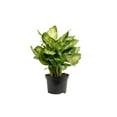 thumbnail image 2 of Expert Gardener 14" Assorted Foliage House Plant in 6" Grower Pot, 2 of 9
