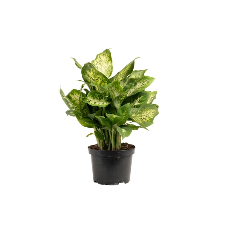 Expert Gardener 14" Assorted Foliage House Plant in 6" Grower Pot -  Walmart.com