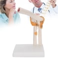 thumbnail image 4 of Knee Joint Model, Lifelike Flexible Elbow Joint Model, With Ligaments For Patient Education, 4 of 8
